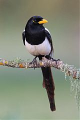 Yellow-billed Magpie